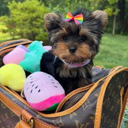 Biewer Terrier and Yorkshire Terrier Puppies from Coastal Yorkshire Terrier Yorkies & Biewer Terriers