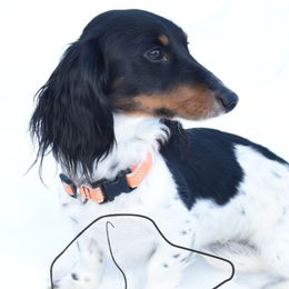 Colt - Dachshund