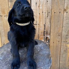 Ice Cream (white) - Black female Flat-Coated Retriever puppy in Park Rapids, Minnesota from Catori