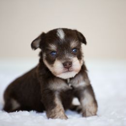 Miniature Schnauzer Puppies from Schnauzah