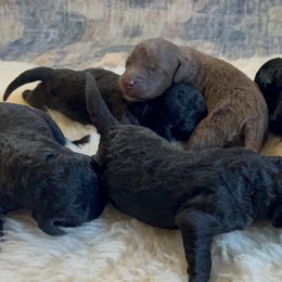 Bedlington Terrier Puppies from Three Silo Bedlington Terriers