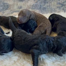 Bedlington Terrier Puppies from Three Silo Bedlington Terriers