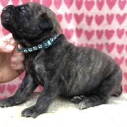 Dark Green Collar Boy - Cane Corso puppy in Jeffersonville, Kentucky from K9 Guardian Cane Corso
