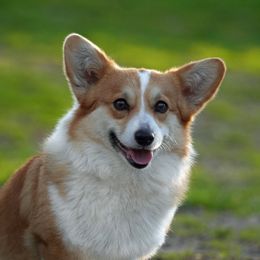 Briar - Pembroke Welsh Corgi