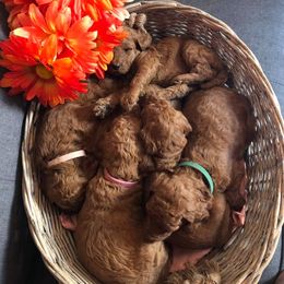 Poodles from Mountain View Standard Poodles