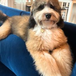 Birdie - Bernedoodle
