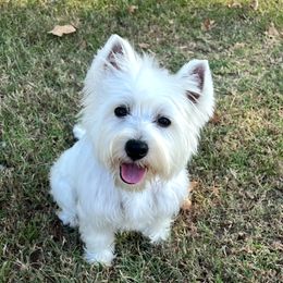 Stevii Jo - West Highland White Terrier