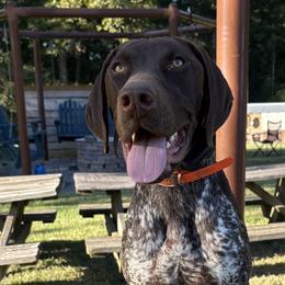 Dachshunds and German Shorthaired Pointers from Turner Delightful Dachshund Farm & German Short Hair Pointers