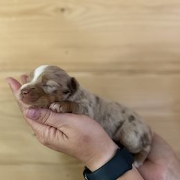 Toy Australian Shepherd puppies from Rafter 7E Aussies