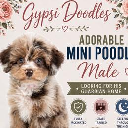 Poodle puppies from Gypsi Doodles & Poodles LLC.