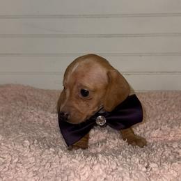 Dachshund Puppies from Wiggle Weens