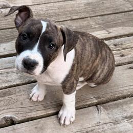 Female 3 - Blue fawn brindle female American Staffordshire Terrier puppy in Spring Branch, Texas from Bold & Beautiful Amstaffs
