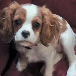 Holly - Blenheim female Cavalier King Charles Spaniel puppy in Franklin, North Carolina from Cavaliers of the County Macon