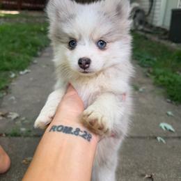 Luna - Silver female Pomsky puppy in Saint Joseph, Missouri from Pomsky Pack & Co