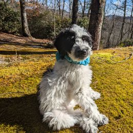 Double Doodle Puppies from Breedlove Mtn Doodles