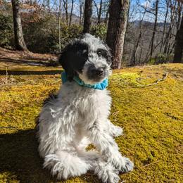 Double Doodle Puppies from Breedlove Mtn Doodles
