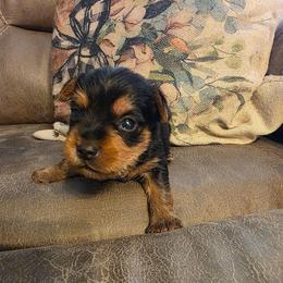 Levi (Yellow) - Black and tan male Yorkshire Terrier puppy in Fayetteville, Tennessee from Mina's Yorkies