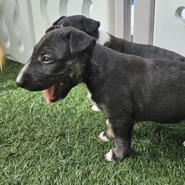 Girl 4 Wally - Miniature Bull Terrier puppy in Hollywood, Florida from Mini Bull Lane
