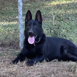 Ella - German Shepherd