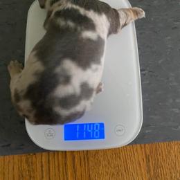 Frozen - Gray (blue) and tan female Dachshund puppy in Dayton, Ohio from LUXEYPUPS