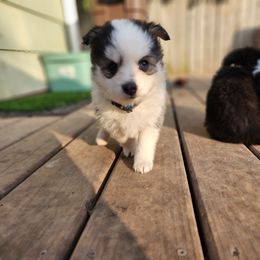 Pomsky Puppies from VooDoux Farms