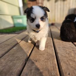 Pomsky Puppies from VooDoux Farms