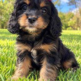 Diana - Wonder Woman - Tri-color female Cavapoo puppy in Austin, Texas from Haus of Doodles