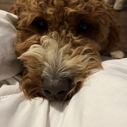 Maybelle - Goldendoodle