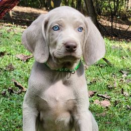 Mica - Silver gray male Weimaraner puppy in Kentucky from Willow Ridge Kennel