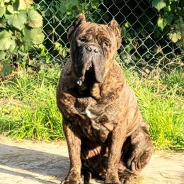 Cane Corso from Jay's Cane Corso