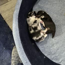 Shetland Sheepdog Puppies from Seascape Shetland Sheepdogs
