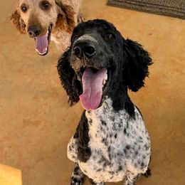 Tika - Parti female Poodle puppy in Osyka, Mississippi from Southern Sunshine Standards