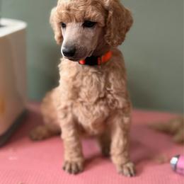 Millie - Apricot female Poodle puppy in Brooksville, Florida from Ariella Standard Poodles & Chinese Cresteds
