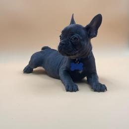 Rick James - Blue male French Bulldog puppy in San Diego, California from Forbes List Frenchies