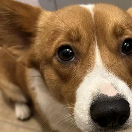 Pembroke Welsh Corgis from Dueling F Ranch