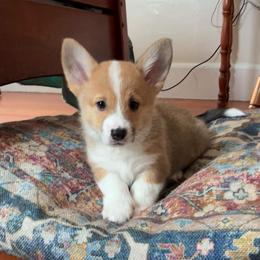 Badger - Fawn male Pembroke Welsh Corgi puppy in Northampton, Massachusetts from Lola’s Corgis