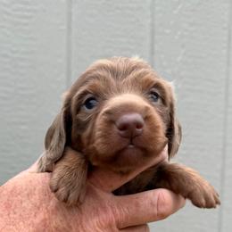 Isabella and Tan - Topaz Boy - Fawn (Isabella) male Dachshund puppy in Knoxville, Tennessee from Over The Moon Minis