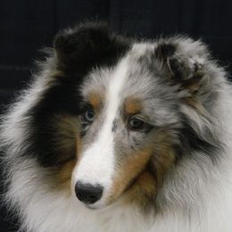 Shetland Sheepdogs from Katana Shelties