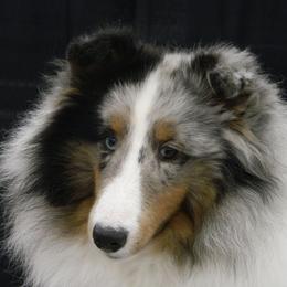 Shetland Sheepdogs from Katana Shelties