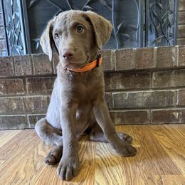 Chesapeake Bay Retriever Puppies from Cedar Ridge Chessies