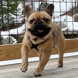 Braeden - Fawn male French Bulldog puppy in Hollis, New Hampshire from Big Sky Frenchies