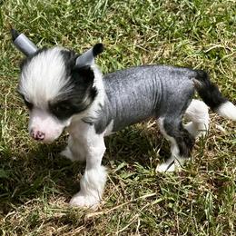 Hhl tri boy - Black white and tan male Chinese Crested puppy in Rockvale, Tennessee from Cosmic Chinese Cresteds & Wind-Echo Poodles