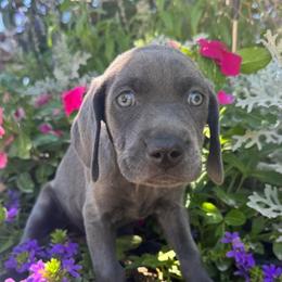 Ashoka - Silver gray female Weimaraner puppy in Kirtland, New Mexico from Weim Squadron