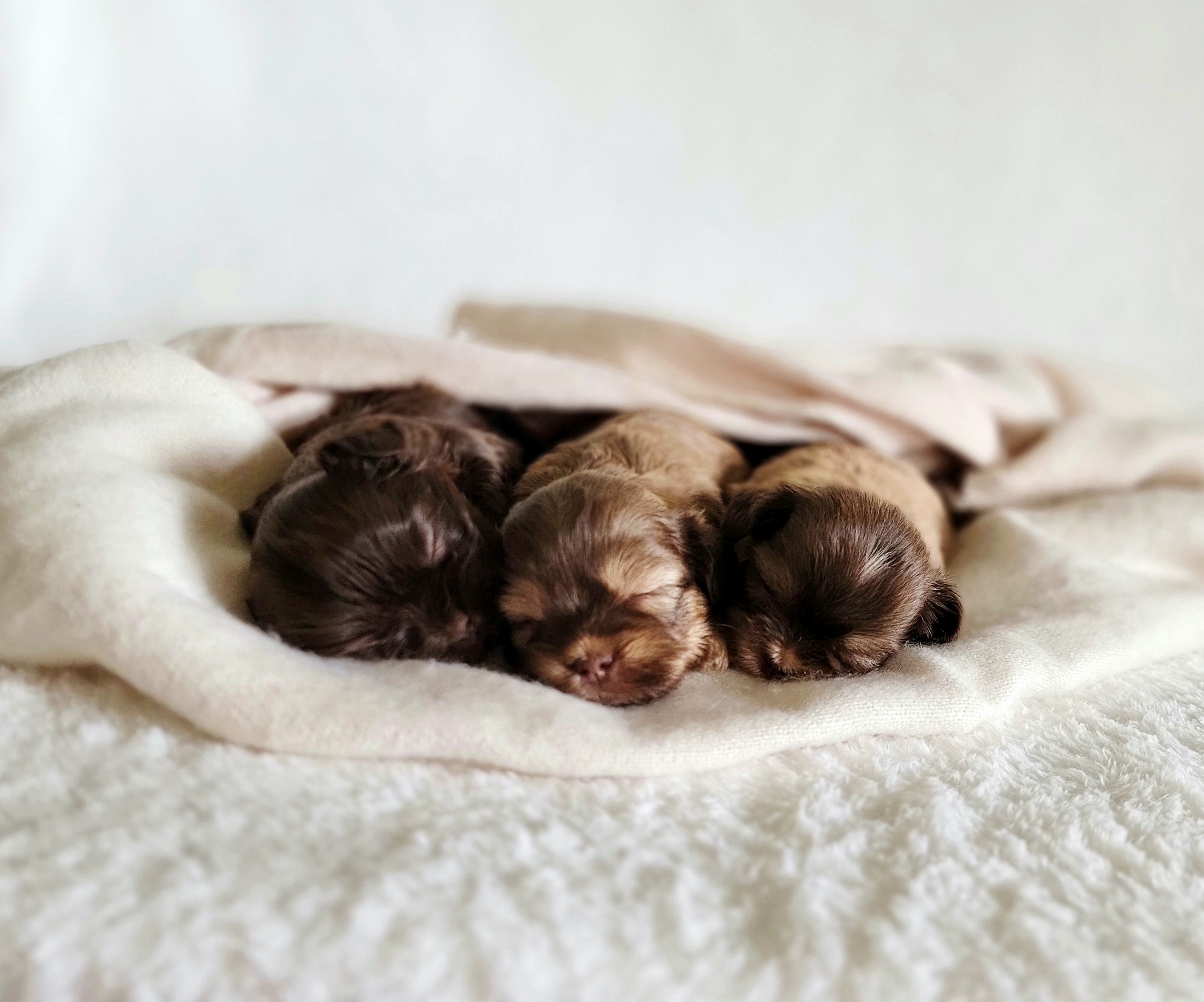 Shih Tzu Puppies from Nelly Kolomiyets
