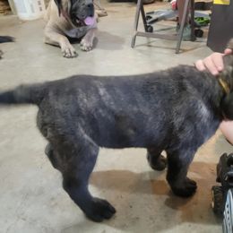 Crumpet - Brindle male Mastiff puppy in Moneta, Virginia from Jeana's Rottweilers & English Mastiffs