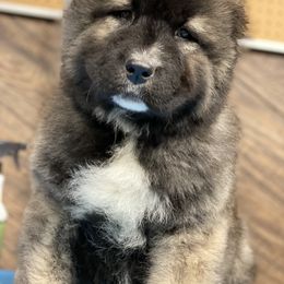 Caucasian Shepherd Dog Puppies from Sila V Krovi