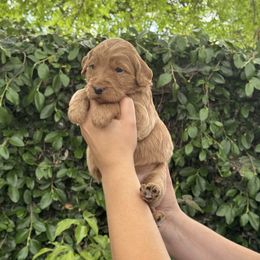 Goldendoodle Puppies from Roseville GoldenDoodles