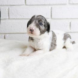 Lily - Merle female Labradoodle puppy in Bryantown, Maryland from Doodles on Duty