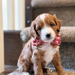 Peach Female - Red  female Goldendoodle puppy in Springville, Utah from JW Doodles