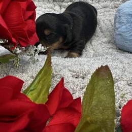 Boy 3 Aston - Black and tan male Dachshund puppy in Oscoda, Michigan from Northland Dachshunds